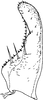 Subgenital plate, ventral view on Arboridia (Arboridia) lunula Song & Li, 2013: (Observation).