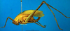 CollectionObject 1500693; 7a1eb3d6-bce1-4f9f-8e60-12a30966ab1a, DORSA BRpauretHTF: female, lateral view (holotype of Paura reticulosa). (CollectionObject).