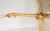 CollectionObject 1562007; bf9e0dbf-20a9-4e8b-ac10-07475d47ac89: copyright Natural History Museum, London. female: head and thorax, lateral view of Necroscia carterus (syntype). (CollectionObject).