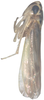 Habitus, lateral view: Habitus, lateral view. (Observation).