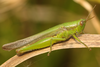 FieldOccurrence 3748; c0552236-3772-4970-88c0-8459c6881222; Argentina: Corrientes: Mburucuyá
P.N. Mburucuyá, 2024/09/22: (FieldOccurrence).