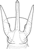 Aedeagus, ventral view on Drabescus nervosopunctatus Signoret, 1880: Aedeagus, ventral view. (Observation).