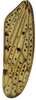 Forewing on Coarctana striata Domahovski & Cavichioli, 2023: Male holotype [DZUP]: forewing. (Observation).