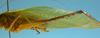 CollectionObject 1542906; DEES MZLQ-I0087', 4d547189-1379-4566-a1a3-a4f0260f52f1: male, hind leg lateral view (syntype). (CollectionObject).