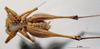 CollectionObject 1536183; 0a2b45b1-5ea4-4dab-8f86-aa5102120cb5: male, ventral view (holotype). (CollectionObject).