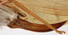 CollectionObject 1534698; 58741ca7-5560-4d6e-86e4-63bc64c44b87: female ovipositor (syntype). (CollectionObject).