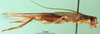 CollectionObject 1476387; 05e4864b-bbb0-41ff-8fa7-0b7903158a3c: female, lateral view (holotype of Gryllodes paradiseus). (CollectionObject).