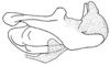 Aspidophyma americana Bolívar, 1884: Fig. 24. ectophallic layer. (Otu).