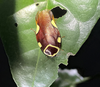 Gyna gloriosa (Stål, 1855): (Otu).