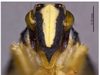 Head on Concaves albiclypeus (Li & Wang, 1993): (Observation).