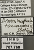Other: !! display not done !! on Draeculacephala tucumanensis Dietrich, 1994: Labels. Labels for the specimen used for the dorsal, lateral and face images. (Observation).