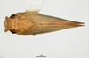 Habitus, dorsal view on Bulldolonia depressa (Melichar, 1902): (Observation).