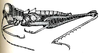 Trichopaon tatei (Hebard, 1924): Pl. VIII, Fig. 9 [in legend 9 and 10 confused]. male allotype (body length 17.1 mm, hind femur 13.5 mm). (Otu).