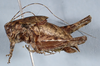 CollectionObject 2603978; CAS Entomology type 20379, 0bd11015-72b2-4d68-b648-32e1bbfbb060: male, lateral view (holotype). (CollectionObject).