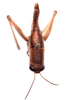 CollectionObject 2627948; 28242356-b6a5-4963-a2d1-e38d05174d2a, CNMS 165, CNMS 165: dorsal view. female (paratype). (CollectionObject).
