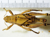 CollectionObject 1498673; b74052f4-b5fa-4502-b3ba-38fdaaf74d16: male, dorsal view. (CollectionObject).