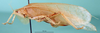CollectionObject 1500359; 1e6425e4-6217-4a85-a8ea-c7ecbdc59bd9, DORSA BTmicspiHTF: female habitus lateral view (holotype). (CollectionObject).