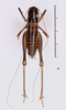 CollectionObject 1505950; e2ae4b73-c2c4-4d7a-bcca-4e4377f1a28c: male, dorsal view (syntype). (CollectionObject).