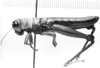 CollectionObject 1523832; 9ea490fb-3ab8-4eeb-863e-d47f6c019073: male, lateral view (holotype). (CollectionObject).