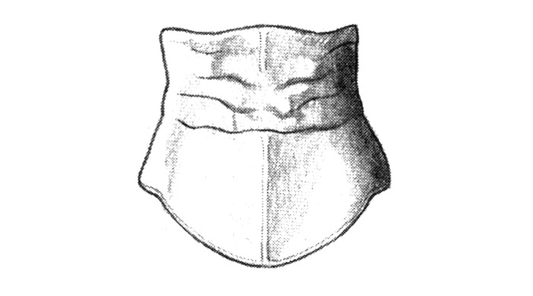 Fig. 28E. pronotum, dorsal view. Depicts Shotwellia isleta Gurney, 1940, an Otu.