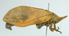 CollectionObject 1533183; 7be62e41-b2e9-450f-813a-e060cec74df2: male, entire body, lateral view (holotype). (CollectionObject).