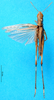 CollectionObject 1565808; 6887a071-e662-4a3f-8778-9e4a3ae19d06: male, dorsal view (syntype of Syrbula leucocerca). (CollectionObject).