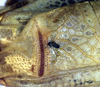 CollectionObject 1517077; 0df7a472-0760-4286-953c-3ce8823bfd87: male left mirror area (holotype). (CollectionObject).
