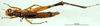 CollectionObject 1500966; 78bd7c26-6bdd-4fb7-b3ef-0f01896e2efa: female, dorsal view (holotype). (CollectionObject).