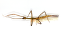 CollectionObject 1561784; bdb02133-8cfe-4bf4-aef8-fc9af04acfc1: copyright ETHZ, Zurich. female, dorsal view (syntype). (CollectionObject).