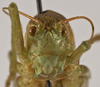 CollectionObject 1534724; 145d6574-663e-4e06-b65b-11799f757cbd: female, frontal view (allotype). (CollectionObject).