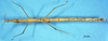 CollectionObject 1507130; e7bc0895-49b9-478e-a0a8-e00074003770: female, dorsal view (paralectotype). (CollectionObject).