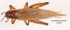 Bofana mirifica Otte & Perez-Gelabert, 2009: female, dorsal view. (Otu).