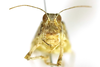 CollectionObject 1591615; 8e7adfae-dd1c-44d0-b837-f7ae98f0ec8b: female, frontal view (paratype). (CollectionObject).