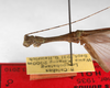 CollectionObject 1559950; 57e0ab30-efbb-4ccb-9bc5-4ee806f9b829: copyright ZMHB, Berlin. male: head & thorax, lateral view of synonym Eubias athlius. (CollectionObject).