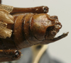 CollectionObject 1535953; 0c1cf85f-2457-4606-bc4b-fe4a02b03fb4: male abdomen tip, ventral view (syntype). (CollectionObject).