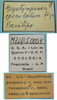 CollectionObject 1542910; DEES #10054'', 3c5a521c-afe0-4911-a883-d6a70c4dd4fc: male, labels (paratype). (CollectionObject).