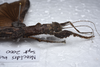 CollectionObject 1576229; 4592d0ec-43d0-477b-89d4-d1c2b60067e1: copyright ZRC, Singapore. female: head & thorax, lateral view (holotype). (CollectionObject).