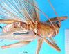 CollectionObject 1500144; 9e97be46-c53d-4377-bfe8-0af0198af28d, MfN 3081: female, dorsal view (holotype). (CollectionObject).