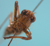 CollectionObject 1542947; 59b21c62-0c28-4546-a153-559fbeacd359: female, face frontal view ("allotype" of Phaneroptera quadrivittata). (CollectionObject).