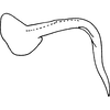 Pygofer appendages on Empoascanara (Empoascanara) nigra Dworakowska, 1979: Pygofer dorsal appendage. (Observation).