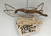 CollectionObject 1561466; NMW 594, 26529195-02c8-497b-a4d7-30a74b9e3dc4: copyright NMW, Vienna. female, lateral view (holotype). (CollectionObject).