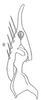Subgenital plate: !! display not done !! on Neophlepsius Linnavuori, 1955: Stylus and sugential plate, dorsally. (Observation).