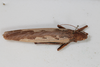 CollectionObject 1506571; 4fd186a4-53fa-4871-880a-8920df8cf498: female, dorsal view (syntype). (CollectionObject).