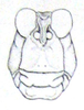 Tetrixocephalus bilineatus Ronderos, 1979: Fig. 60. male face. (Otu).