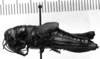 CollectionObject 1506290; bdefec8d-b0e0-480a-bc70-44f421189858: Image Carbonell, C.S. female, lateral view (syntype). (CollectionObject).