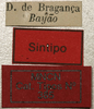 CollectionObject 1535053; c501808f-fc30-453a-bf47-5b87737d3b1a: labels (syntype). (CollectionObject).