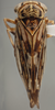 Habitus, dorsal view on Calliscarta abrupta Freytag, 1988: Dorsal. (Observation).