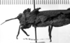 Spathalium audouinii (Blanchard, 1836): Image Carbonell, C.S. female head and pronotum, lateral view (Spathalium stali). (Otu).