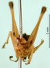 CollectionObject 1500940; 69f6849f-e85f-440d-a0e4-cb86f298eda8: male, frontal view (holotype). (CollectionObject).