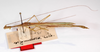 CollectionObject 1557020; 0d27ecb8-263a-4d7f-9bc0-d9fd3b1cc75d: Copyright MNCN, Madrid. male, part lateral view (paralectotype). (CollectionObject).